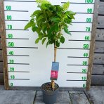 Hortenzia metlinatá (Hydrangea paniculata) ´RED VELVET®´ by LIVING CREATIONS® - výška 70-80 cm, kont. C3L - NA KMIENKU